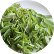 moringa
