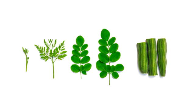 moringa_flowers